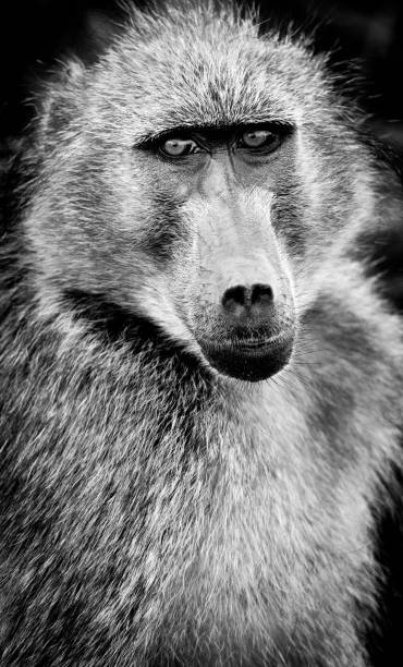 istock Black & White Chacma Baboon portrait 1530548646