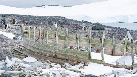 Remains of an old wooden whaling boat on the beach . High quality photo