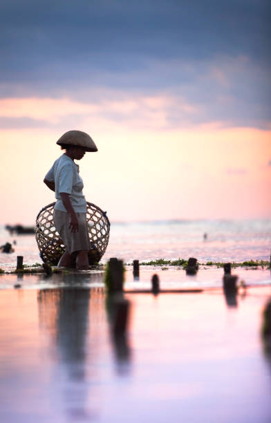 Seaweed farmer walking with basket through the water at dusk stock photo