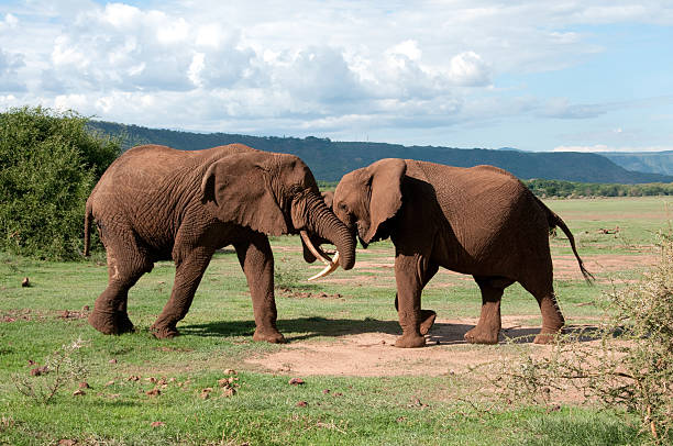 istock African Bull Elephants fighting 153055884