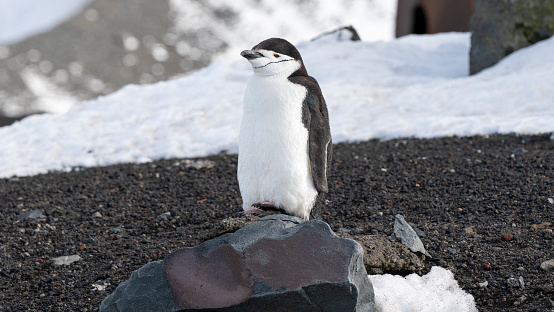 Chasing penguins in Antarctica on Deception Island. High quality photo
