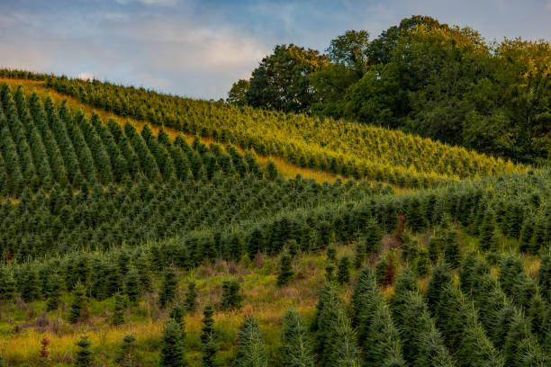 istock Christmas tree farm in Virginia 1530559375