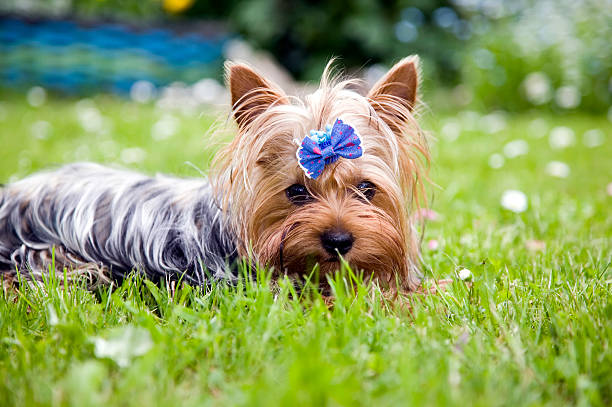istock Yorkshire terrier dog with ribbon 153056018