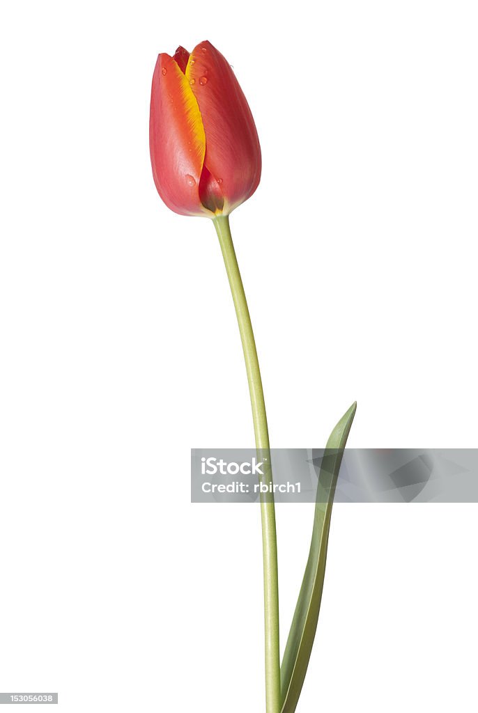 Tulipán de primavera - Foto de stock de Alto - Descripción física libre de derechos