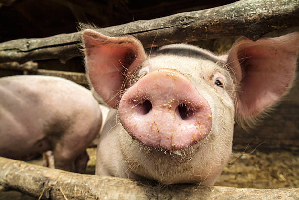 Curious Young Pig In A Wooden Stable Stock Photo - Download Image