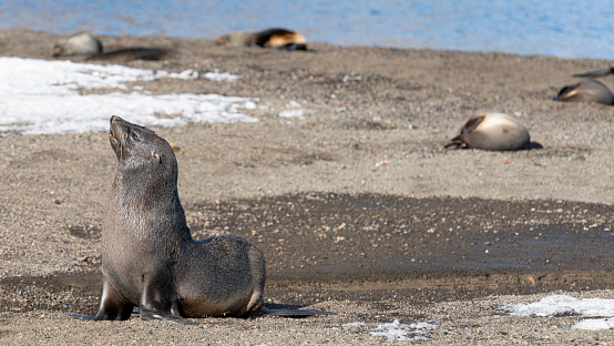 Antarctic fur seals on the beach at Whalers Bay, Deception Island, Antarctica. High quality photo