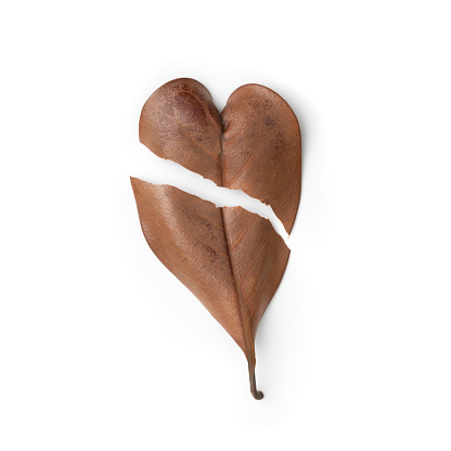 Dried leaf heart ripped in half on white background. Broken heart separation concept