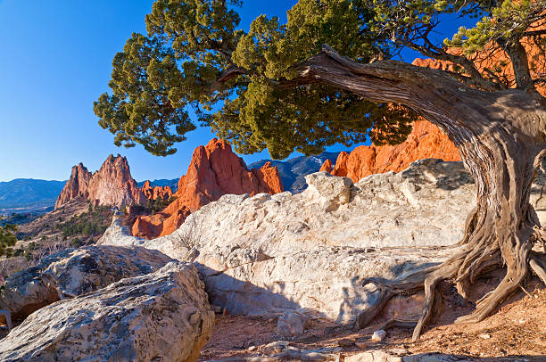 istock Twisted Juniper at the Garden 153057447