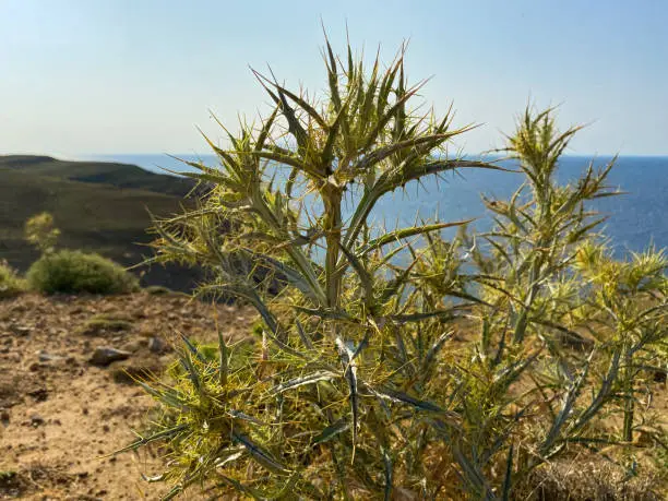 Photo of Picnomon acarna - Xanthium spinosum, growing in the mountains of the Aegean Sea