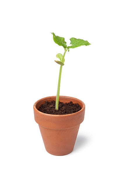 istock Expanding bean plant in a pot 153057694