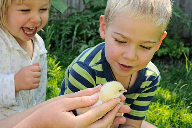 istock Kids and newborn chick 153058097