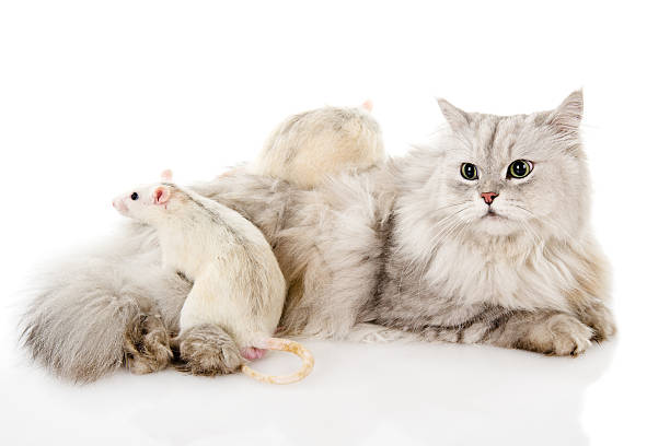 istock cat and mice together 153058153