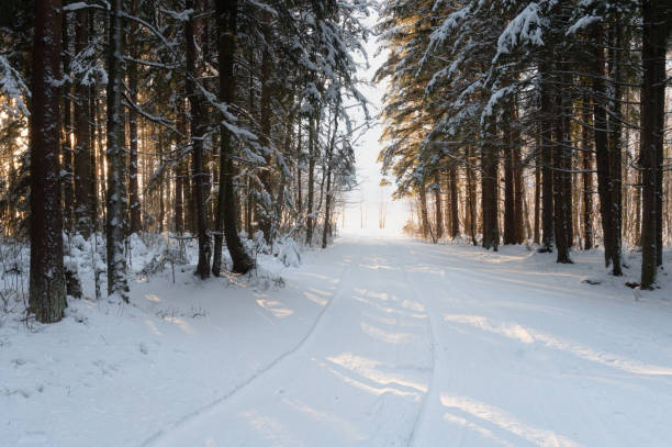 istock the road in the winter forest. trees under snow in winter 1530598093