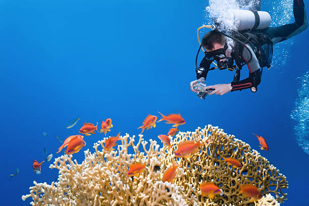 Photographer on the fire coral stock photo