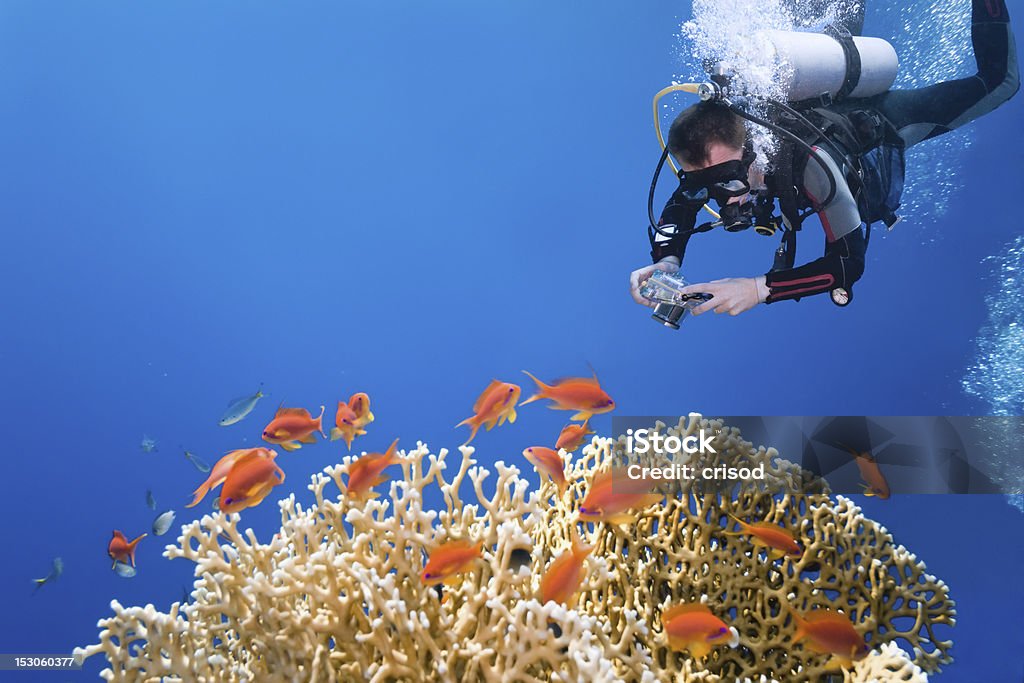 Fotógrafo sobre o fogo coral - Royalty-free Subaquático Foto de stock