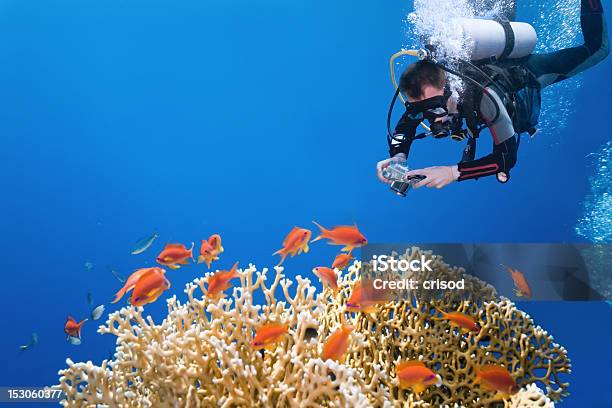 Fotógrafo Sobre O Fogo Coral - Fotografias de stock e mais imagens de Subaquático - Subaquático, Fotógrafo, Câmara Fotográfica