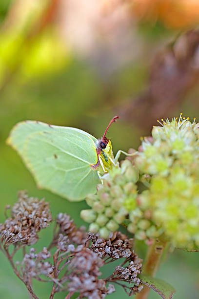 brimstone commune - flower head botany florist forest photos et images de collection