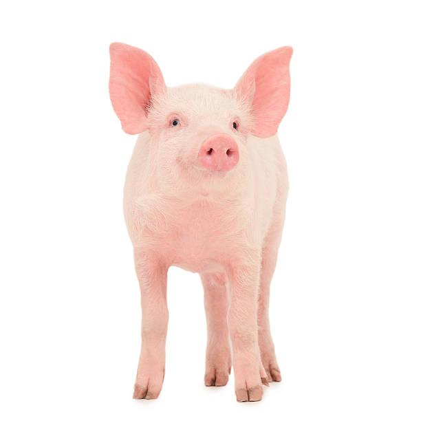 Pig on white stock photo