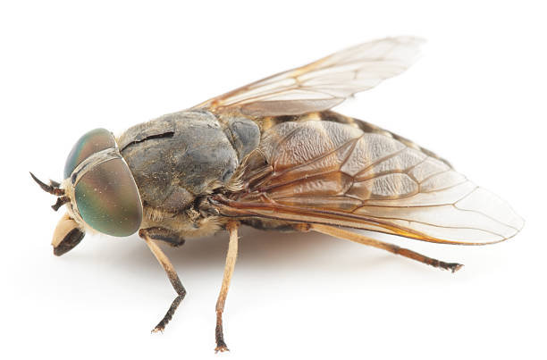 istock Live horsefly isolated on white background 153060868