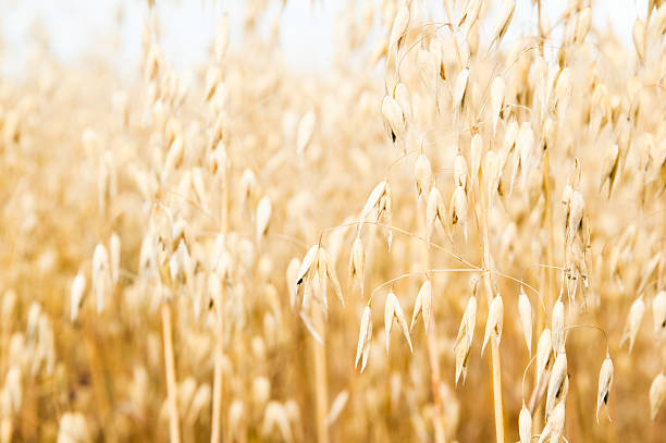 istock Field of a ripening oats 153061215