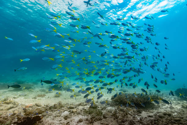 Large School of Redbelly Yellowtail Fusilier Caesio cuning in Shallow Water, Triton Bay, Indonesia stock photo