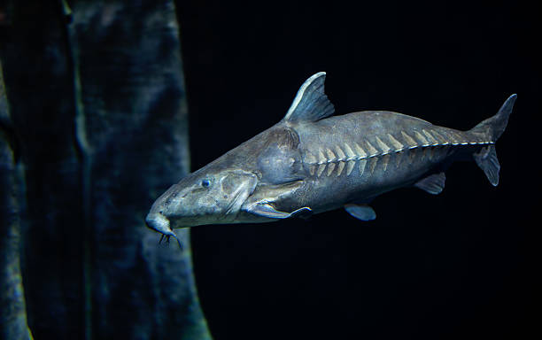 istock Ripsaw cat fish proflie 153061567