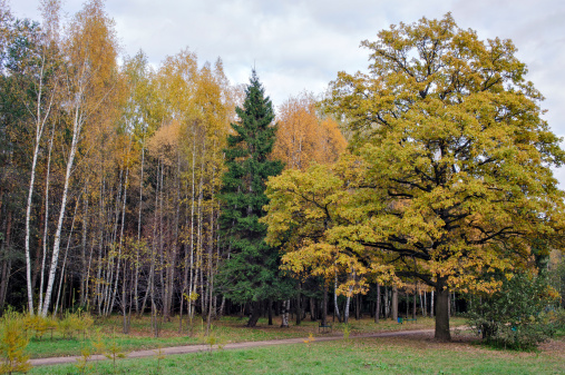 Trees in autumn colors in park