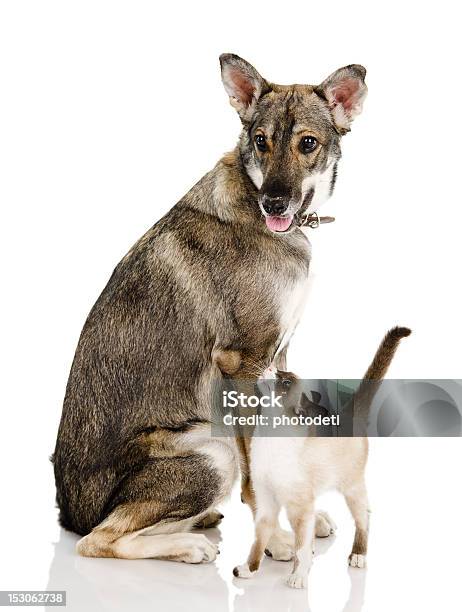 Mischlingshund Und Siamkatze Stockfoto und mehr Bilder von Amerikanisch Kurzhaar - Amerikanisch Kurzhaar, Domestizierte Tiere, Fotografie