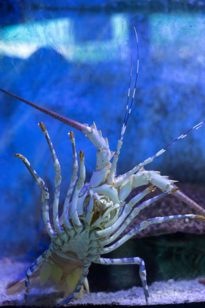 istock The Caribbean spiny lobster 1530631759