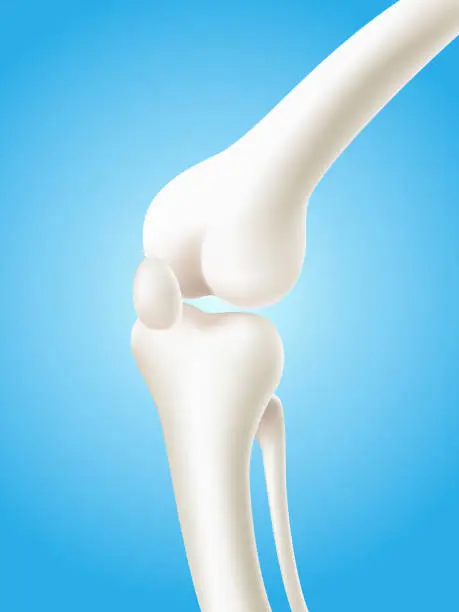 Vector illustration of Human knee and leg bones