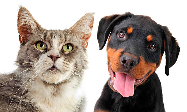 istock maine coon cat and puppy rottweiler 153063986