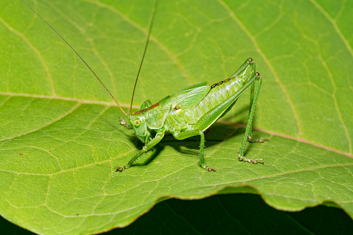 The great green bush-cricket (Tettigonia viridissima) on a green leaf