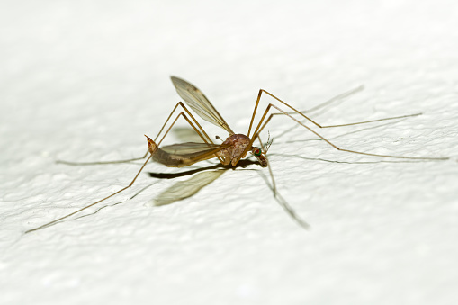 Side view of the true crane fly (ozodicera) on the white wall