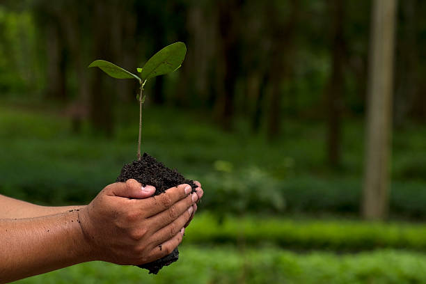 istock Two hands holding a small plant and soil in the woods 153064416