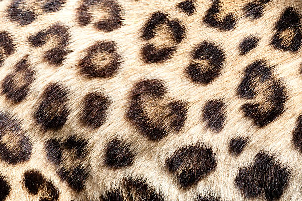 istock Real Live Leopard Fur Skin Texture Background 153064463