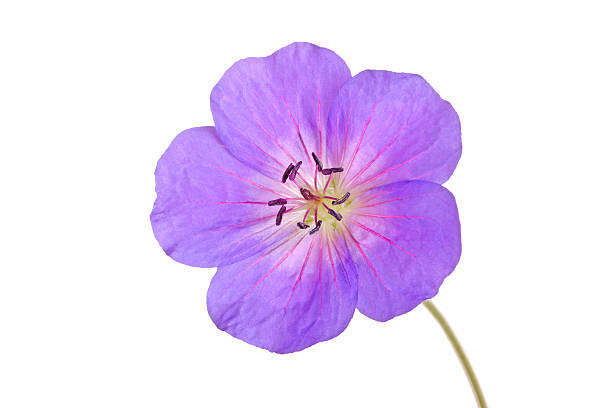 istock Single flower of a geranium cultivar 153064498