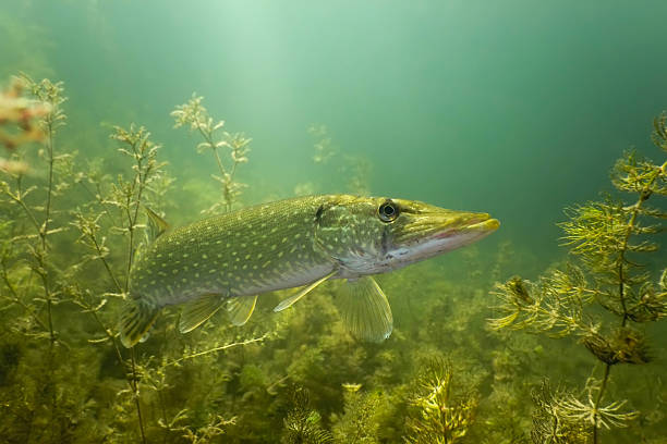 A pike swimming in a murky river stock photo
