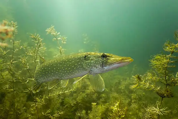 Pike in the lake on the plants background