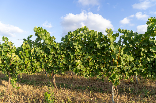 A vineyard for the wine industry in the Middle East region