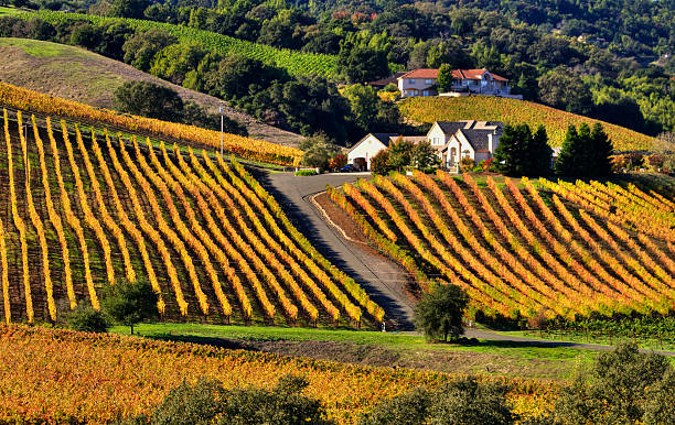 pomyślnie miejski winiarz - napa valley vineyard autumn california zdjęcia i obrazy z banku zdjęć