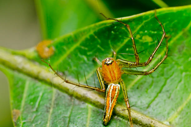 istock long legs spider in green nature 153065825