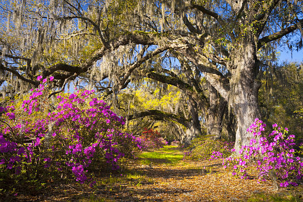 frühling blumen charleston, sc, azalea blüten tiefen süden landschaft fotografie - azalea magenta flower red stock-fotos und bilder