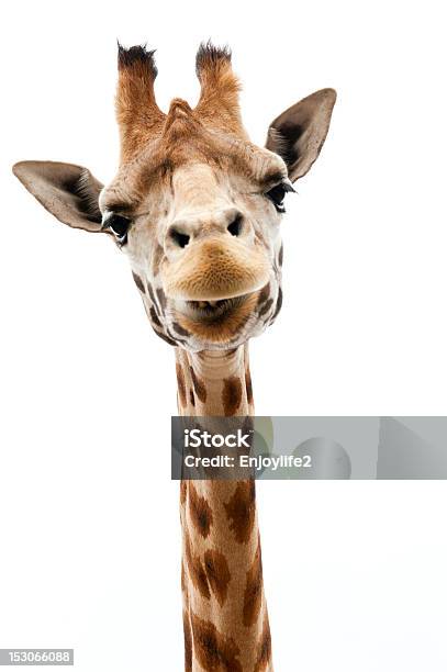 Lustiger Giraffe Stockfoto und mehr Bilder von Giraffe - Giraffe, Freisteller – Neutraler Hintergrund, Tier