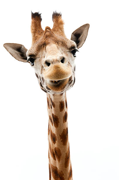 Funny Giraffe Close-up of a Funny Giraffe on a white background giraffe stock pictures, royalty-free photos & images