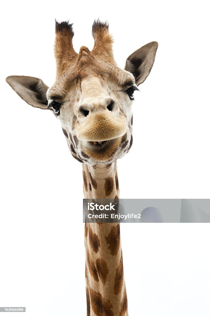 Engraçado Girafa - Foto de stock de Girafa royalty-free