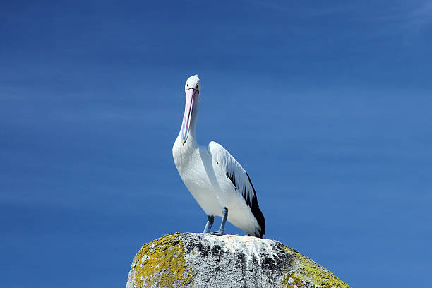 istock Pelican on the Rock and Sky 153066130