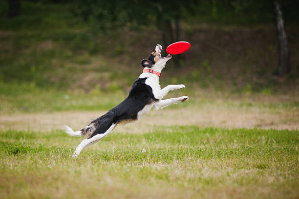 istock Frisbee dog border collie catching 153066394