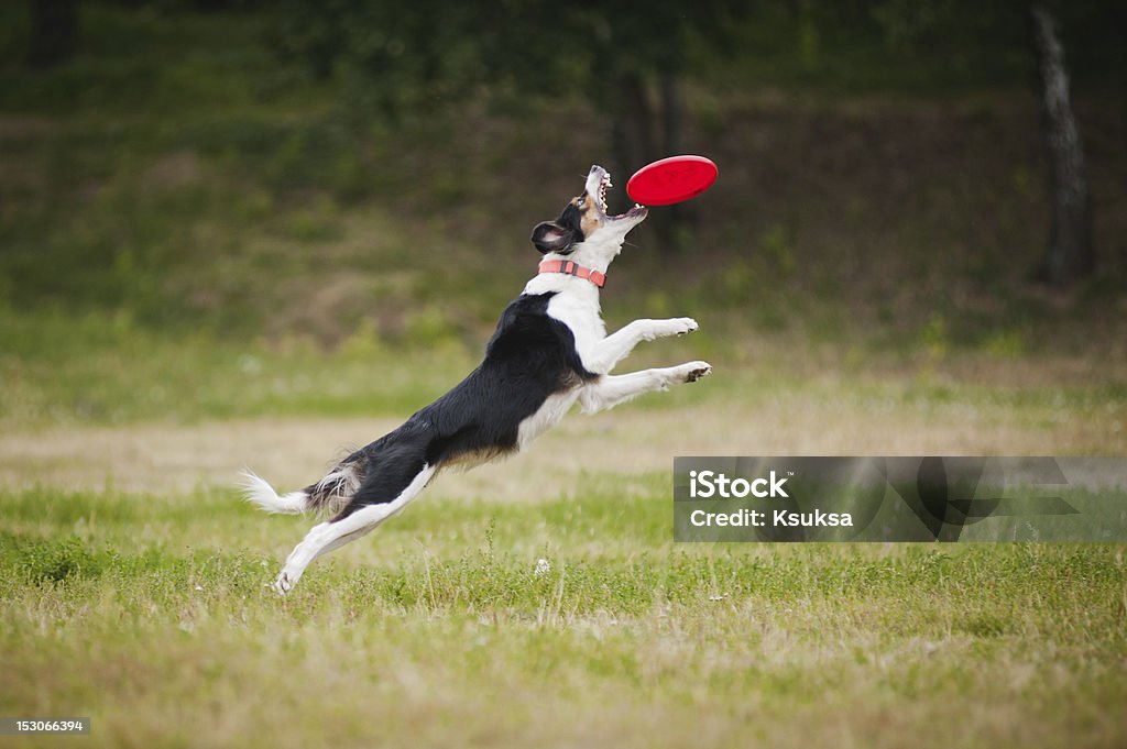 Frisbee cão captura collie border - Foto de stock de Agilidade royalty-free