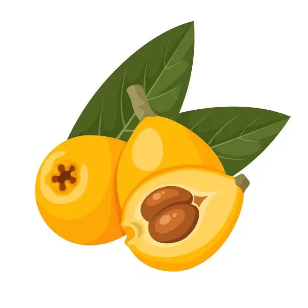 Vector illustration of Loquat fruit