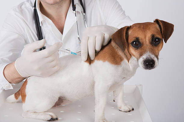 veterano é dar a vacina - vet men laboratory holding - fotografias e filmes do acervo